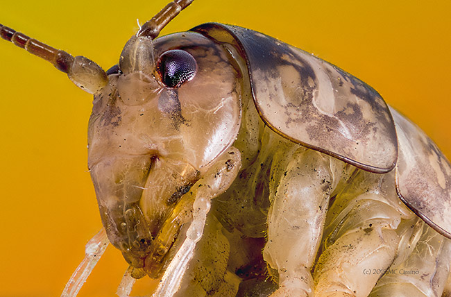 Cave Cricket (family Rhaphidophoridae)